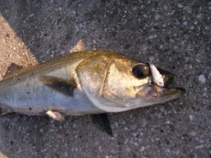 スピンテールで釣ったシーバス2