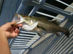 スピンテールで釣ったシーバス