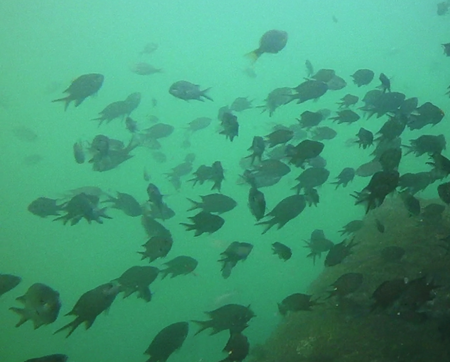 ベイトフィッシュ