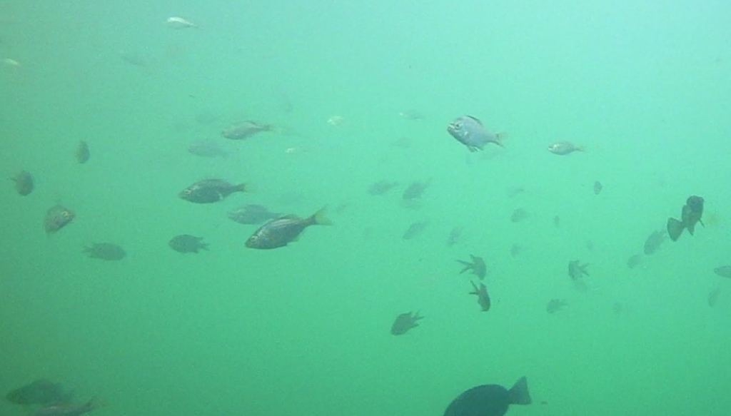 ベイトフィッシュイメージ