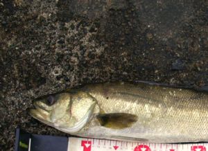 岸壁ジギングで釣れたシーバス