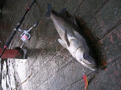 ワインドで釣ったシーバス
