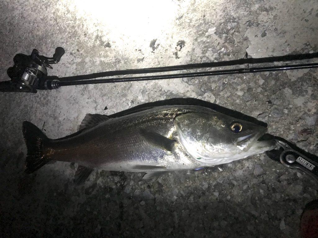 シーバスはどこにいるのか?居場所・ポイントの探し方を紹介