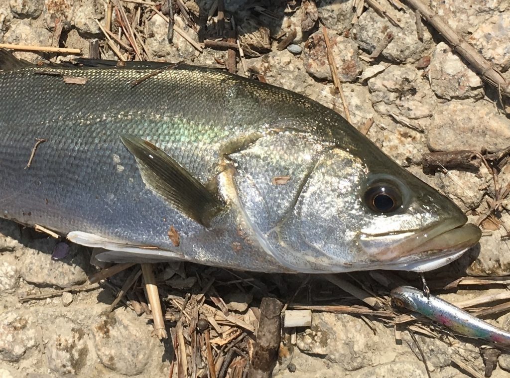 レンジバイブで釣れたシーバス