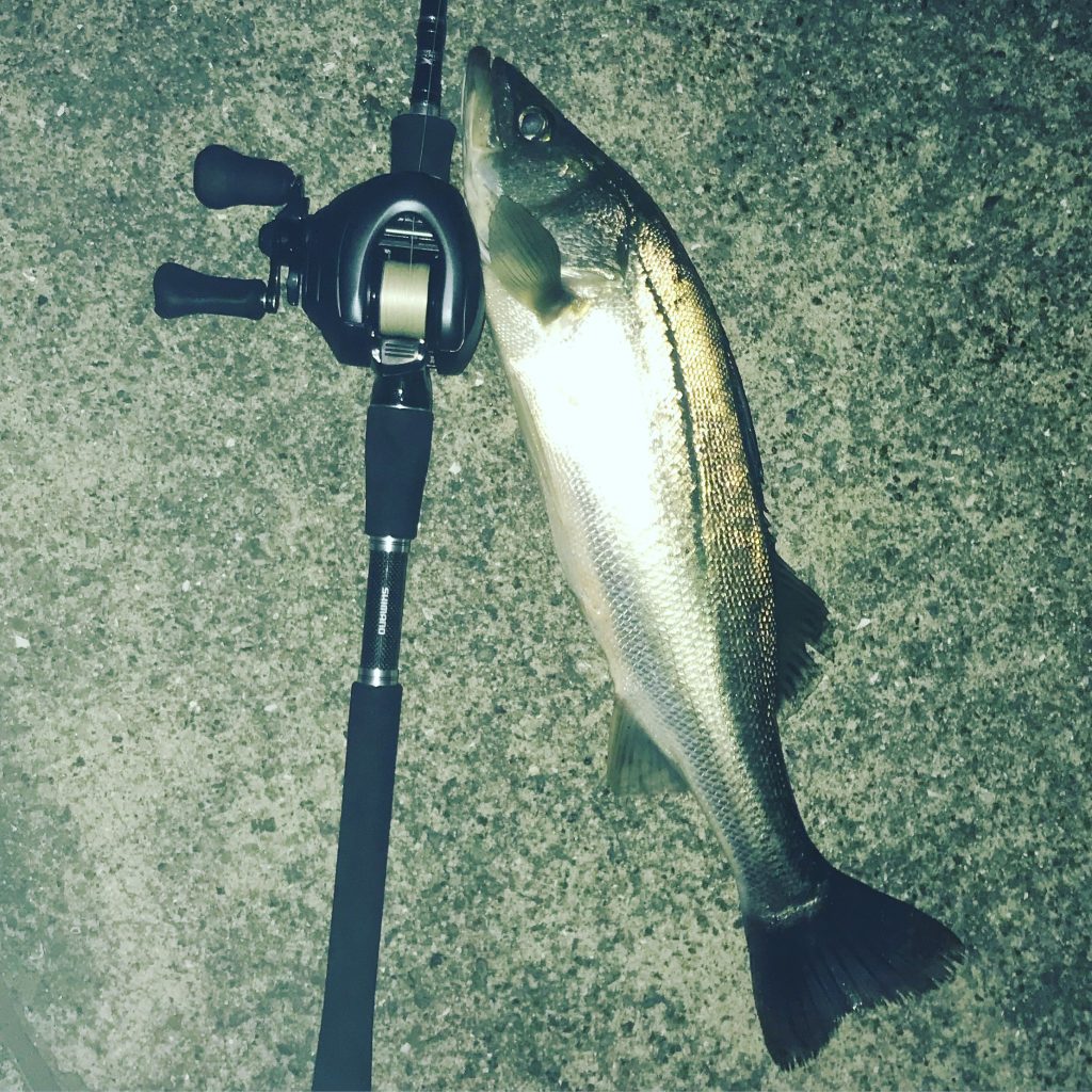 ベイトリールが活躍