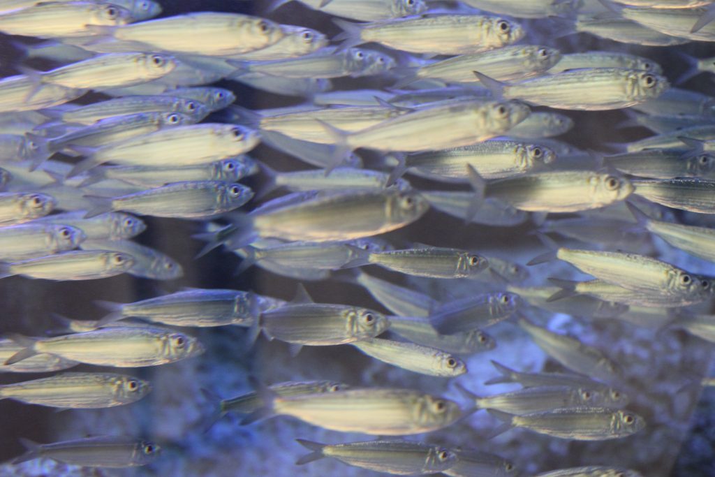 ベイトフィッシュイメージ