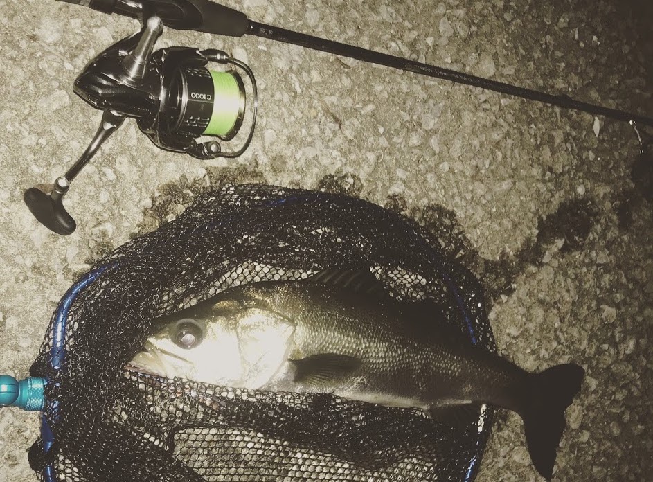 シーバスラインの写真