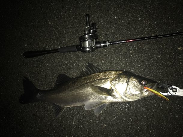 バチ抜けの時もテクトロで釣れる