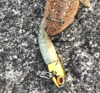 VJは魚種を選ばないオールマイティールアー