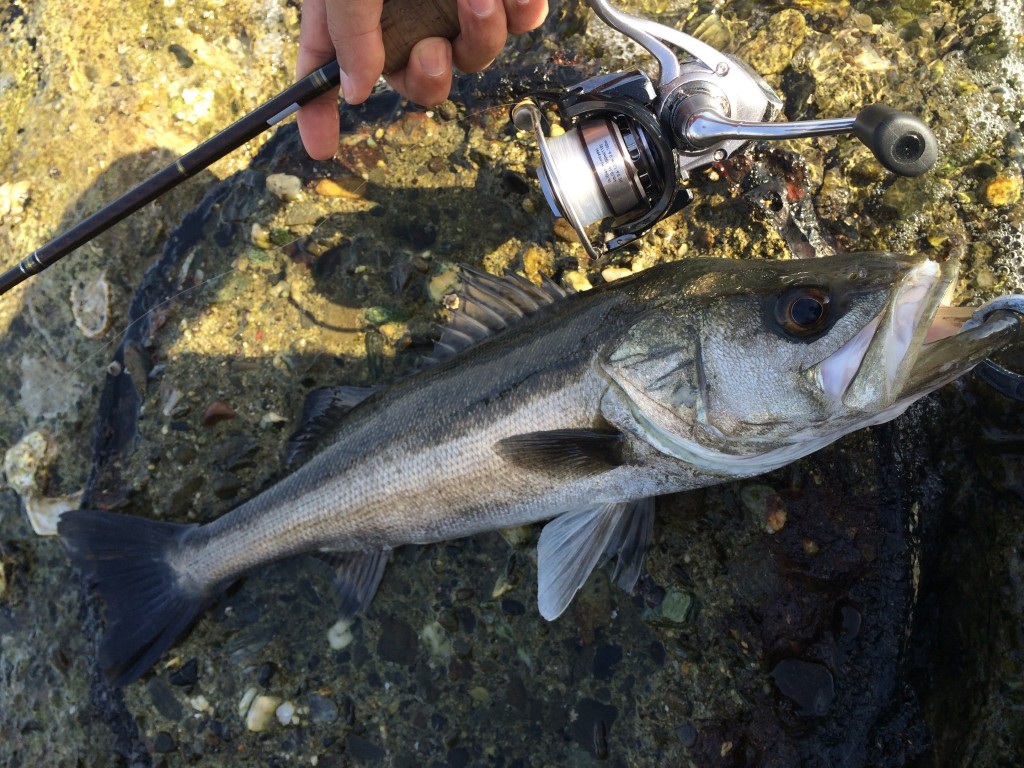 シーバス用ラインの基本知識と選び方、おすすめ商品について紹介