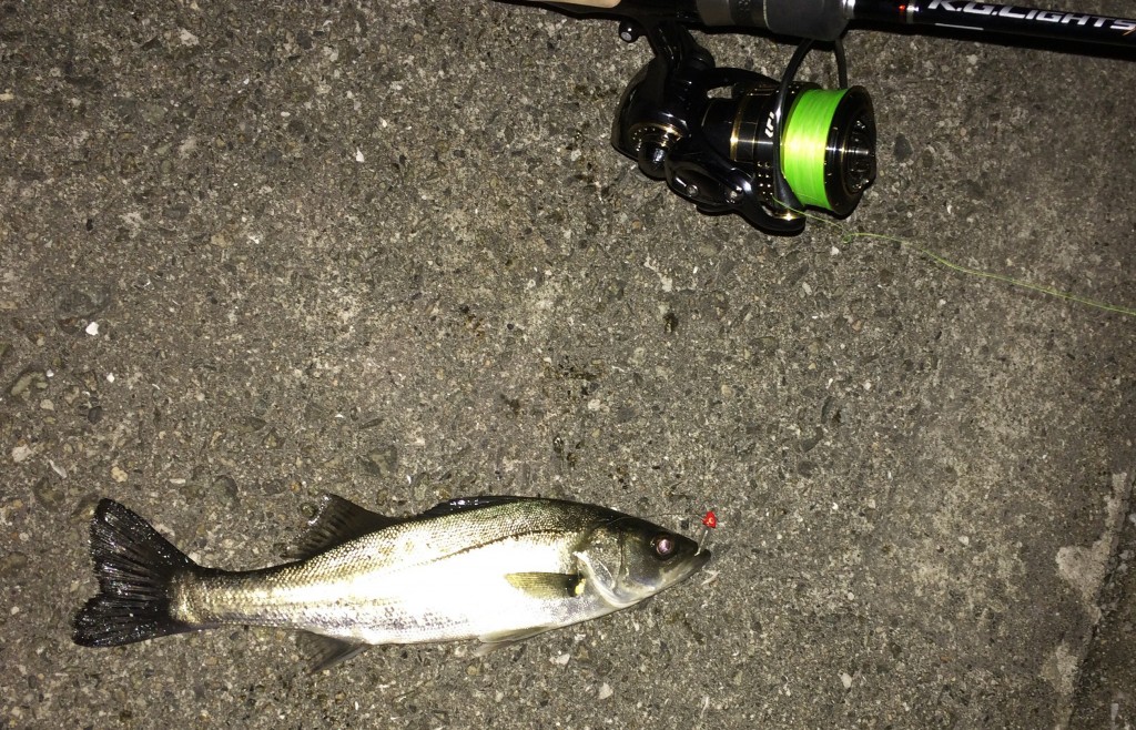 メバル用ワームで釣ったチビ