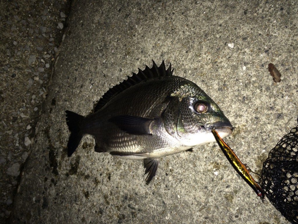 にょろにょろでチヌが釣れる